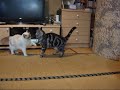 ??????????(=^?^=)?Silent Battle