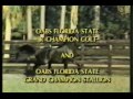 Black Arabian - NV Beau Bey - Sire of National winners