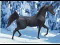 Black Arabian - NV Beau Bey - Sire of National winners