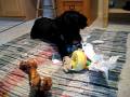 videos de Dogbook Movie: Happy Second Birthday
