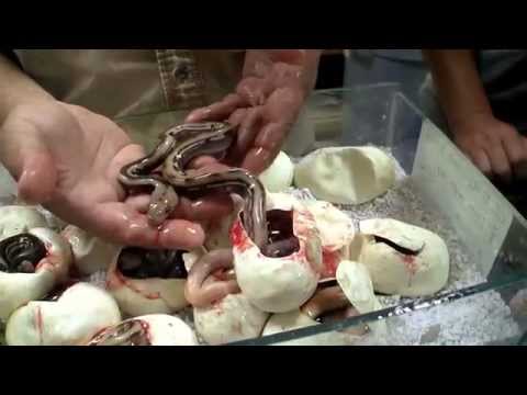 YouTube reptile video