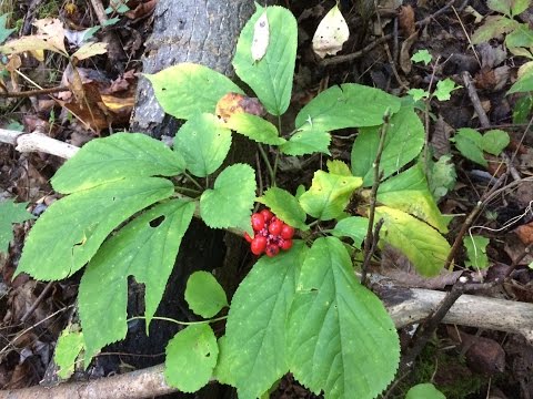 how to harvest wild ginseng in illinois