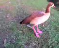Patinhos no Ibira 1 Patinhos no Ibira 1
