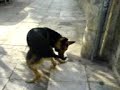 crazy,psycho,trelos,malakas verka serduchka dog parody. crazy,psycho,trelos,malakas verka serduchka dog parody.