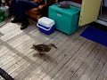 Runner Duck Runner Duck