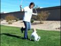 Dog nanny 02