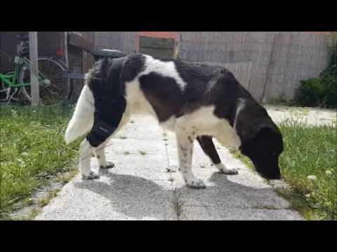 BENECURA Kniebandage für Hunde