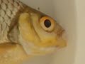 Another Fish Vid
