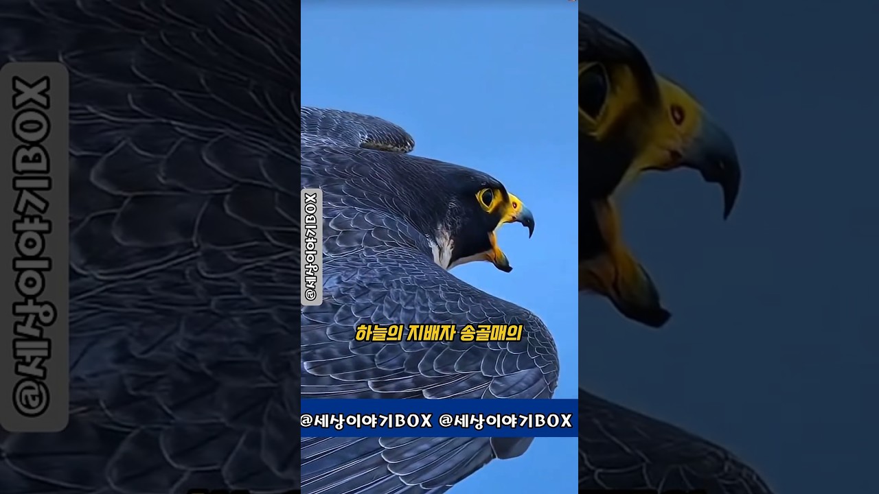 독수리는 애교다! 송골매의 찐 전투력