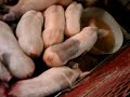 pigs eating Pig intestine أمعاء خنزير.3gp