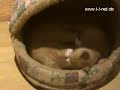 Hund, Katze, Papagei