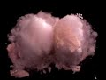 How Big Birds Got Their Colours- The New Pollutants