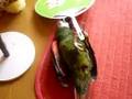 ヒメコンゴウインコのゴロゴロ