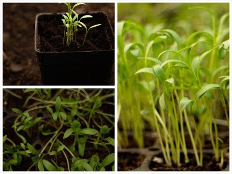how to transplant cilantro