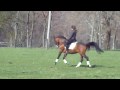 BeyMoon Zela- Grand Prix Dressage Arabian Stallion