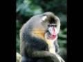 videos de j.micallef2 rat.mov