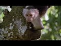 Watch this awesome clip of Cappucin monkeys as they swing from the trees and forage for food in this clip rom BBC show 'Wild Caribbean'.