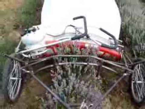 how to harvest and use lavender