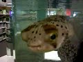 Friendly Spiney Fish Friendly Spiney Fish