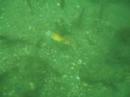 Fort Wetherill Diving