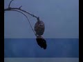 Filter Test Footage - Buffalo