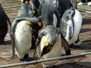 Noboribetsu Marine Park -penguin parade-9