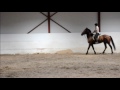 Horse rearing (rider falls off)