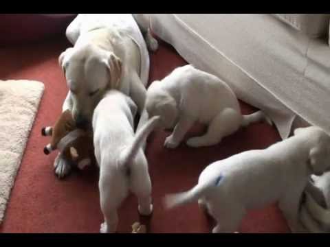6 Week Old Golden Labrador Retriever Puppies