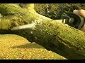 Grüngutblatt 578265230-57818523.FLV