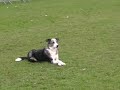 Obedience - Layla