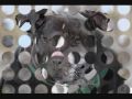 VicKtory Dogs by Kidwell Productions.wmv
