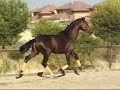 iker- venta de caballos- yeguada susaeta