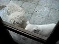 dogo-argentino-mara-2-mese.html