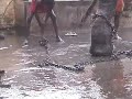 bathing-bengal.html