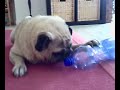 pugi the pug 1