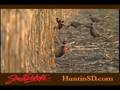 Pheasant Hunting in South Dakota