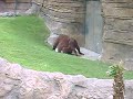two monkeys doin the deed