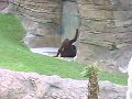 two monkeys doin the deed
