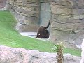 two monkeys doin the deed
