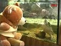 Wieczorynka TV TRWAM