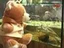 Wieczorynka TV TRWAM