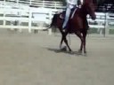Riding Red at Penryn Oaks!