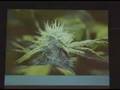 Chronic Medical Cannabis Use by U.S. Legal Patients, Part 3