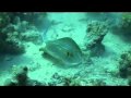 Bekijk video