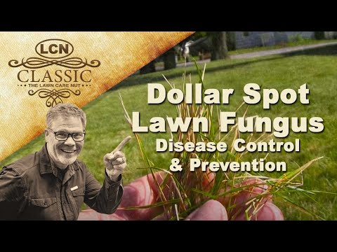 how to kill fungus in my lawn