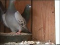 PART 8 , Hodowla Kulbacki 08r , gołębie,Tauben,pigeon,Голуби