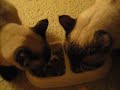Finally, Cute Balinese Cats Meowing! Finally, Cute Balinese Cats Meowing!