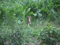Stoat (Mustela erminea)