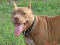 6-month-old-rednose-pitbull-puppy.html