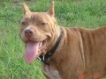 6 month old rednose pitbull puppy